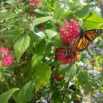Rankin YMCA Pollinator Garden Planting