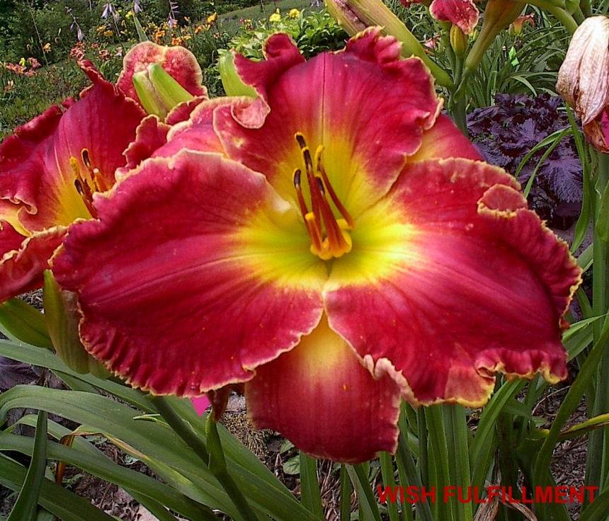 Annual Daylily Show and Plant Sale