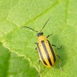 Pests! It's June and you have enemies in your garden