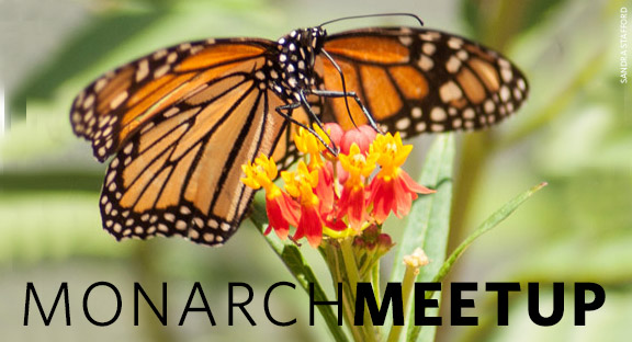 Monarch Meetup in Ponca City