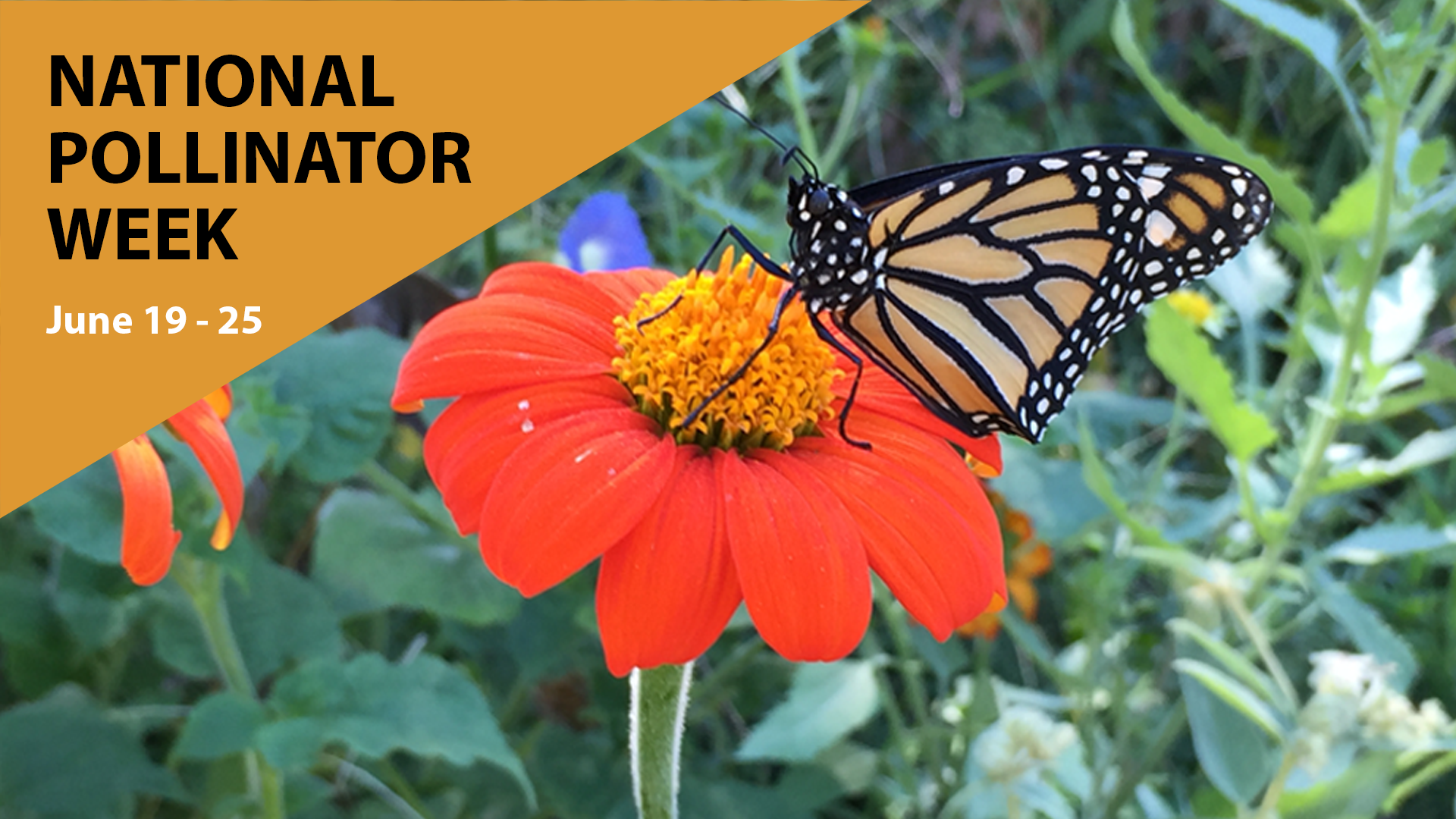 Pollinator Week_Email