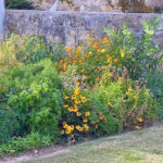 Landscaping with Native Plants